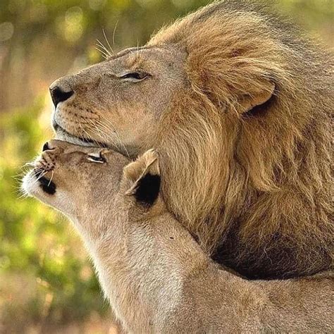 Lions In Love Lion Animals Wildlife Big Animals Animals Beautiful