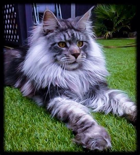 The cat crossed with a raccoon is most often attributed to the maine coon, a large fluffy cat that can have striped marking like a raccoon. 193 best images about Half Cat Half Raccoon on Pinterest ...