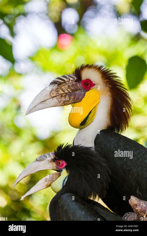 Wreathed Hornbill Bird In Bali Island Indonesia Stock Photo Alamy