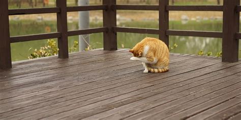 Let pro referral paint your deck. Fence/Deck Staining