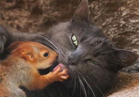 Unlikely Animal Friendships