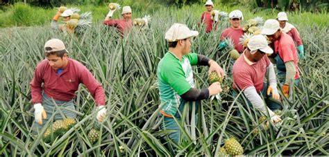 Ecuador se posiciona como el primer país exportador de piña en América