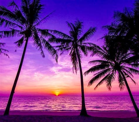 💙💜💗🖤 Sunset Images Sunset Beach Pictures Palm Tree Sunset