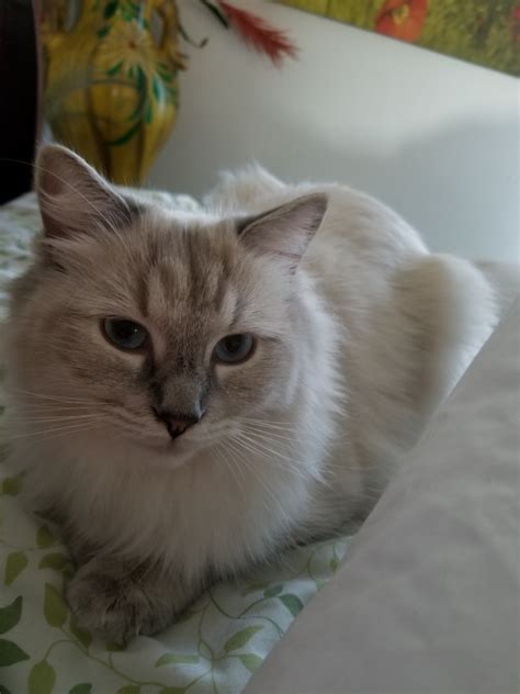 Find ragdolls for sale in detroit on oodle classifieds. Ragdoll Cats For Sale | Sterling Heights, MI #288118