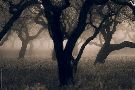 Misty Morning In The Almond Trees Del Colaborador De Stocksy Blue Collectors Stocksy