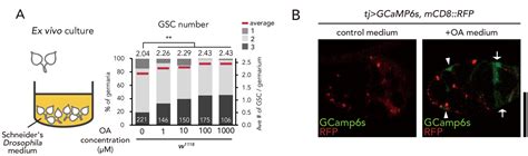 Figures And Data In Neuronal Octopamine Signaling Regulates Mating Induced Germline Stem Cell