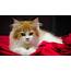 Kittens Kitten Cat Cats Baby Cute Wallpapers HD / Desktop And 