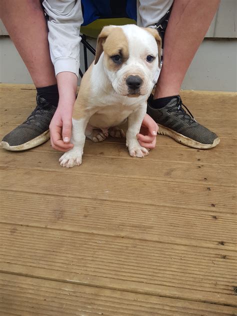 American Bulldog Puppies Snub Nosed K9s Dogs For Sale Nz