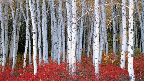 Original white birch trees painting textured birch tree abstract painting osnat. Birch Tree Wallpapers | PixelsTalk.Net