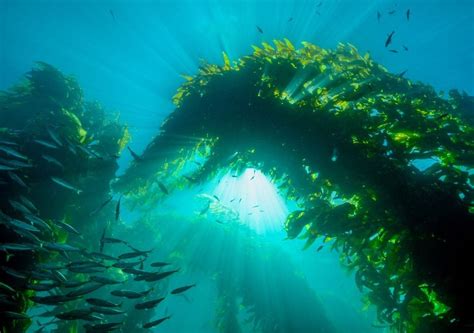 What Is Kelp And Why Is It So Valuable To Humans