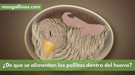 De Qué Se Alimentan Los Pollitos Dentro Del Huevo 2024