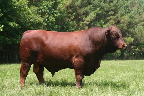 They are a tropical beef breed developed in southern texas on the king ranch. Santa Gertrudis Bulls | Cattlemen's Preferred Sale