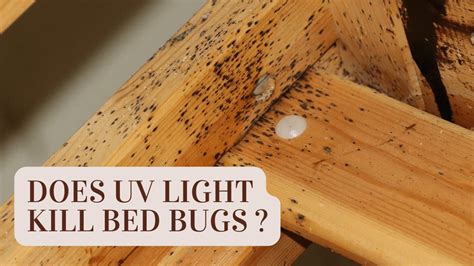 Does Uv Light Kill Bed Bugs Construction How