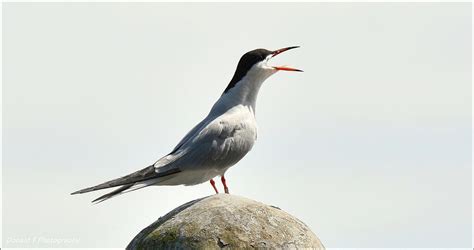 Common Tern Birdforum