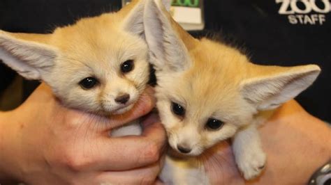 Petition · Make Fennec Foxes Legal To Own As Pets In