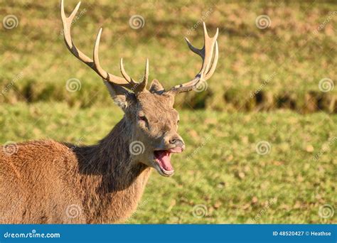 Red Deer Laughingyawning Stock Image Image Of Laugh 48520427