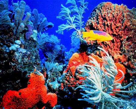 Coral Reefs Everything You Need To Know About These