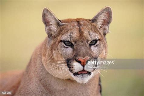 Cougar Prey Photos And Premium High Res Pictures Getty Images