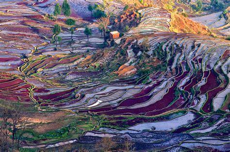 Rice Terraced Fields Of Honghe County Photosafari