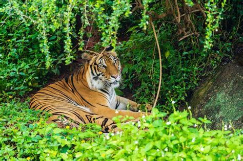 Premium Photo Bengal Tiger Resting In Forest