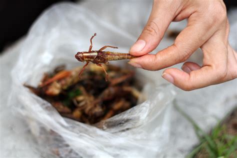 It is a good thing that so many creatures like to eat grasshoppers. How to Eat Scary Insects, Worms, and Bugs in Thailand