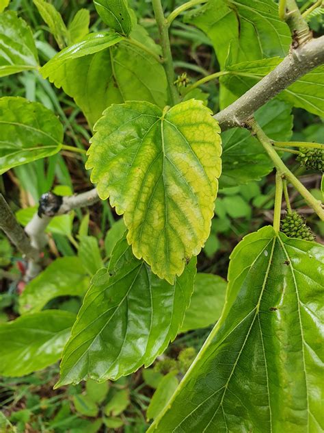 Mulberry Leaf Disease Chlorosis General Fruit Growing Growing Fruit