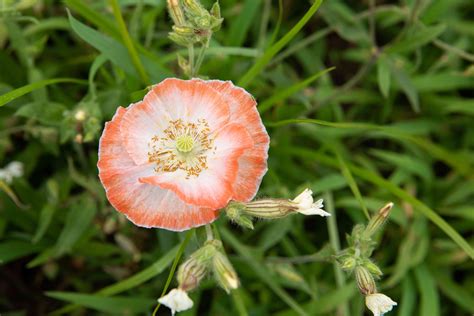 How to Grow and Care for Oriental Poppies