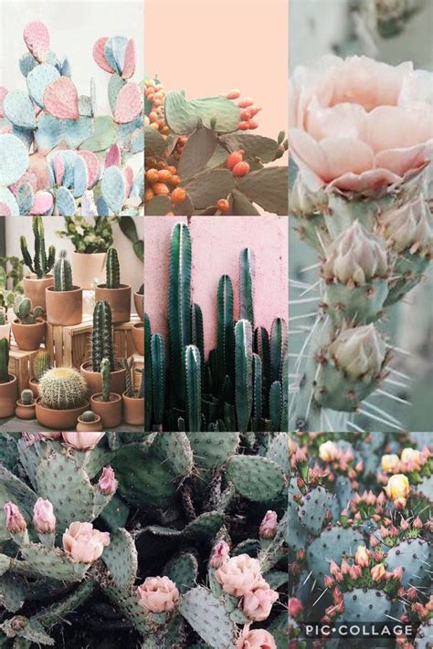 pin by alexander cavalieri on mood boards i ve made cactus design glass house design