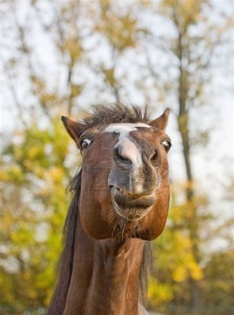 Funny Horse Face Funny And Cute Animals