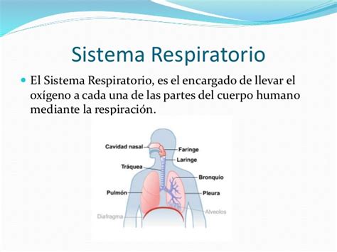 Sistema Respiratorio Definicion De Sus Partes Takvim Kalender Hd