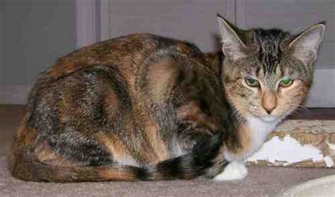 Savannah Calico Tabby Cat Pets Duluth Ga