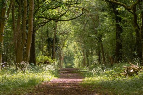 Path Through British Ancient Woodland With Dappled Sunlight Stock Photo
