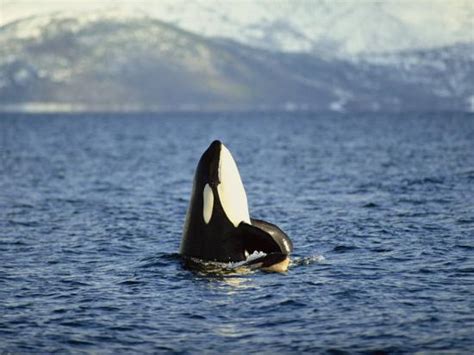 Killer Whale Spy Hopping With Calf In An Arctic Fjord Norway