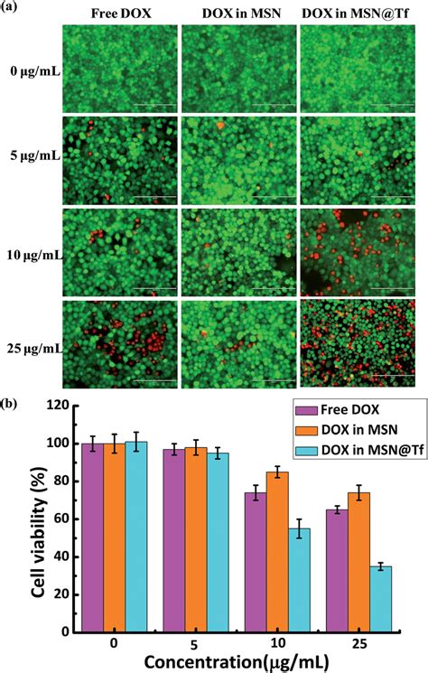 A Visual Images Of Huh7 Cell Viability After Incubation With