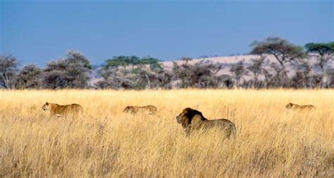 Parc National De Limpopo Guide Safari Tarifs Et Météo