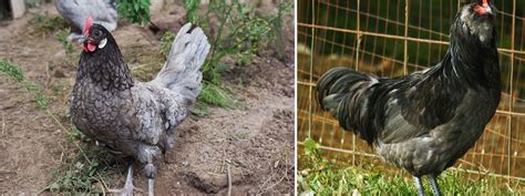 25 Common Backyard Chicken Breeds Complete Guide
