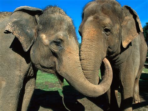 Two Elephants Reunited After More Than 20 Years Dont Panic Lighten Up