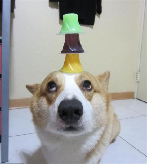 This Adorable Corgi Balancing Things On Its Head Will Brighten Your Day