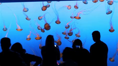 Jellyfish In Aquarium Stock Video Footage 0015 Sbv 300150957 Storyblocks