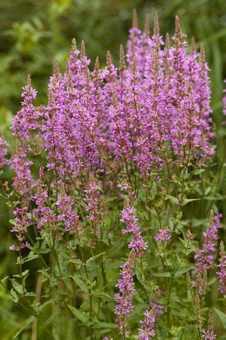 If it invades your garden beds you can kill it by smothering it with a thick layer of newspaper and mulch. Purple loosestrife - invasive weed | WEEDS THAT LOOK LIKE ...