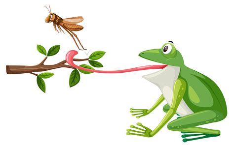 A Frog Try To Eat Grasshopper 648212 Vector Art At Vecteezy