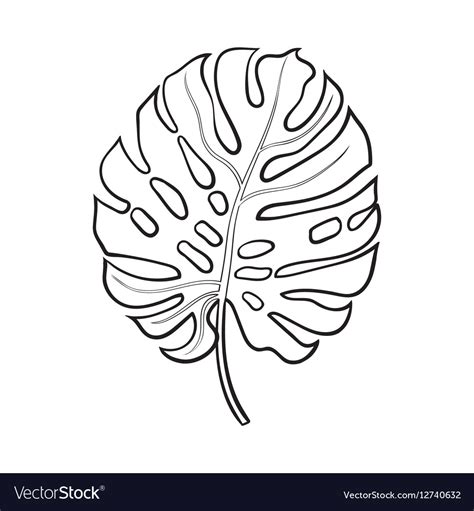 Full Leaf Of Monstera Palm Tree Sketch Royalty Free Vector