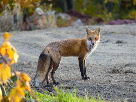Gales Photo And Birding Blog Eastern Red Fox