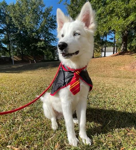 Great Pyrenees Husky Mix The Ultimate Guide 2023 Myk9life