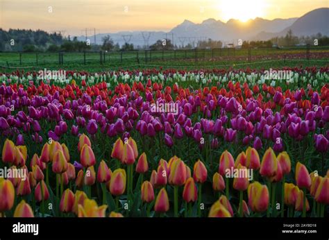 Tulip Field At Sunrise Stock Photo Alamy