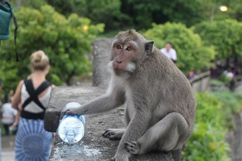 Monkey Thieves At Balis Uluwatu Temple Are More Sophisticated Than You