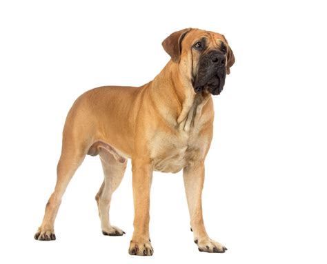 Boerboel Dog Breed Info And Characteristics