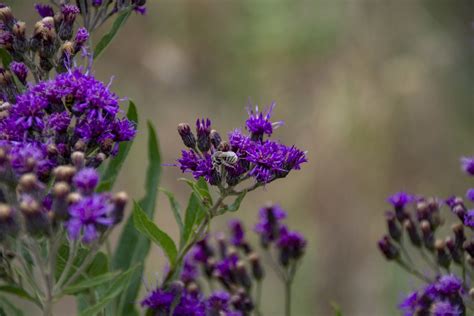 Purple Wildflowers | Purple wildflowers, Wild flowers ...