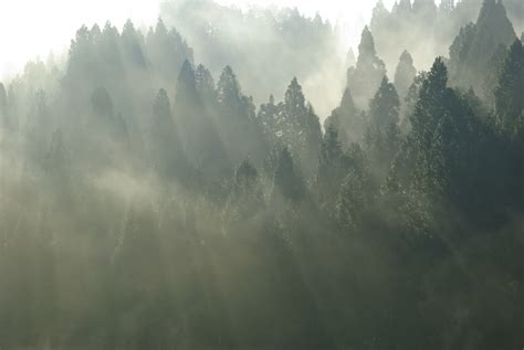 Free Images Tree Nature Forest Grass Cloud Sky Fog Sunrise
