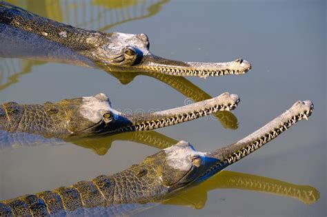 Long Nosed Crocodile Stock Photos Free And Royalty Free Stock Photos